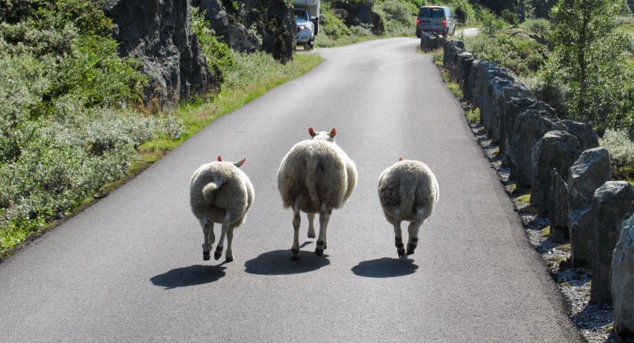Schapen op de weg
